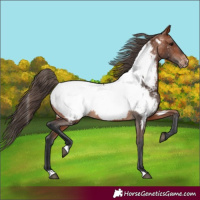 Horse Color:Bay Appaloosa 