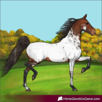 Horse Color:Bay Near Fewspot 