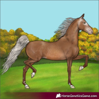 Horse Color:Gray Silver Sable Champagne 