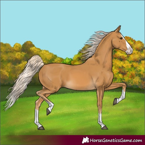 Horse Color:Palomino Splash 