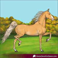 Horse Color:Palomino Splash 