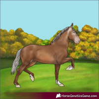 Horse Color:Gray Silver Sable Champagne 