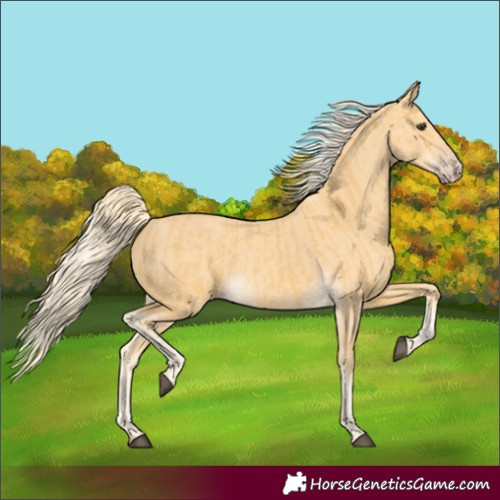 Horse Color:Palomino  and Gold Cream Champagne 