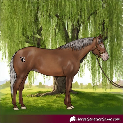 Horse Color:Gray Silver Sable Champagne 