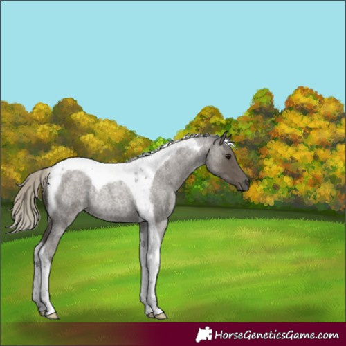 Horse Color:Silver Smoky Blue Roan Tobiano Rabicano