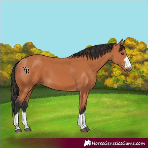 Horse Color:Bay 