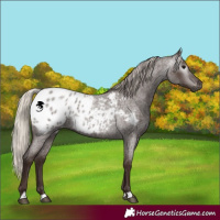 Horse Color:Gray Silver Blue Roan Appaloosa 
