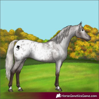 Horse Color:Gray Silver Blue Roan Appaloosa 