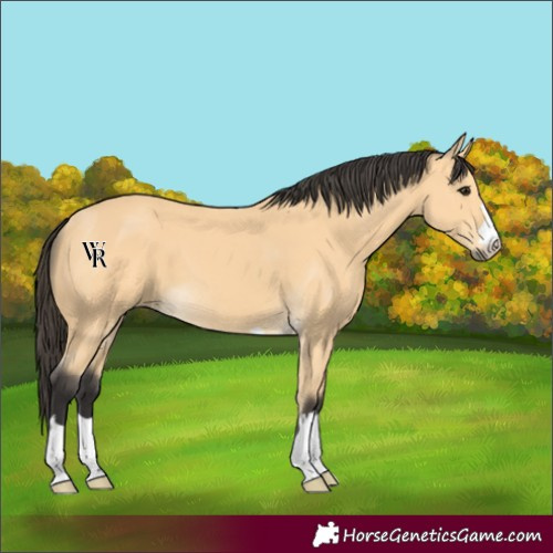 Horse Color:Buckskin 