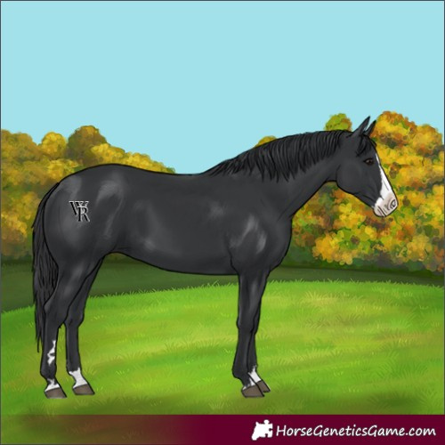 Horse Color:Black Splash