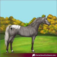 Horse Color:Gray Silver Blue Roan Appaloosa 
