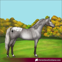 Horse Color:Gray Silver Blue Roan Appaloosa 