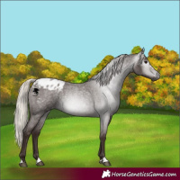 Horse Color:Gray Silver Blue Roan Blanket 
