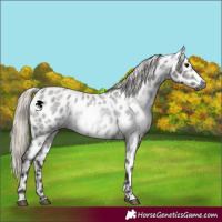Horse Color:Gray Silver Blue Roan Appaloosa 