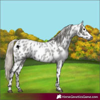 Horse Color:Gray Silver Blue Roan Appaloosa