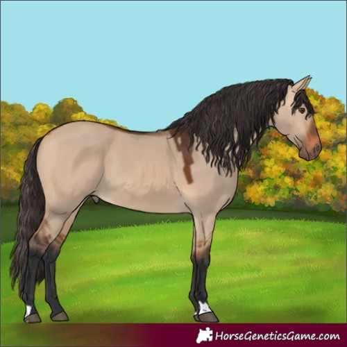 Horse Color:Bay Dun 