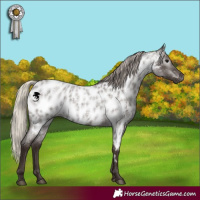 Horse Color:Gray Silver Blue Roan Appaloosa 