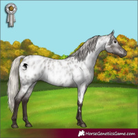 Horse Color:Gray Silver Blue Roan Appaloosa 