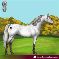 Horse Color:Gray Silver Blue Roan Near Leopard 