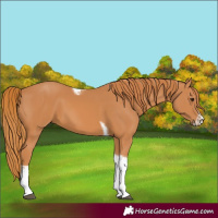 Horse Color:Unknown 