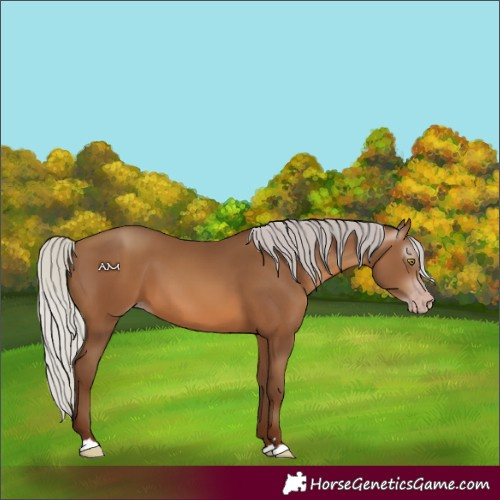 Horse Color:Gray Silver Sable Champagne 