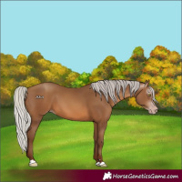Horse Color:Gray Silver Sable Champagne 