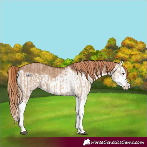 Horse Color:Red Dun Splash  and Red Dun Splash Rabicano 