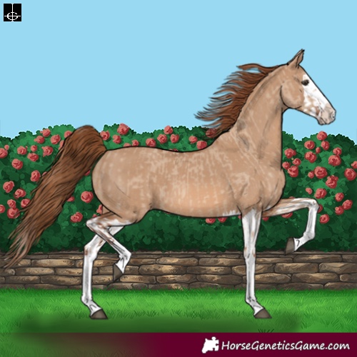 Horse Color:Red Dun Splash and Red Dun Splash