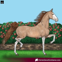 Horse Color:Red Dun Splash and Red Dun Splash