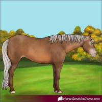 Horse Color:Gray Silver Sable Champagne