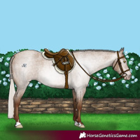 Horse Color:Gray Silver Sable Champagne Roan 