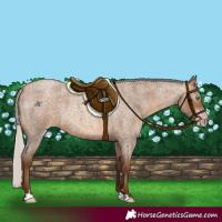 Horse Color:Gray Silver Sable Champagne Roan 