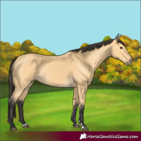 Horse Color:Buckskin 