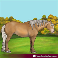 Horse Color:Gray Silver Sable Cream Champagne