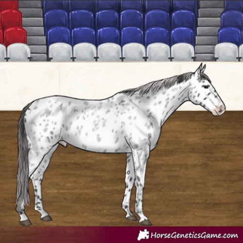 Horse Color:Blue Roan Appaloosa 