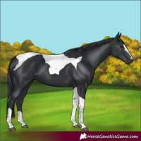Horse Color:Black Tobiano 