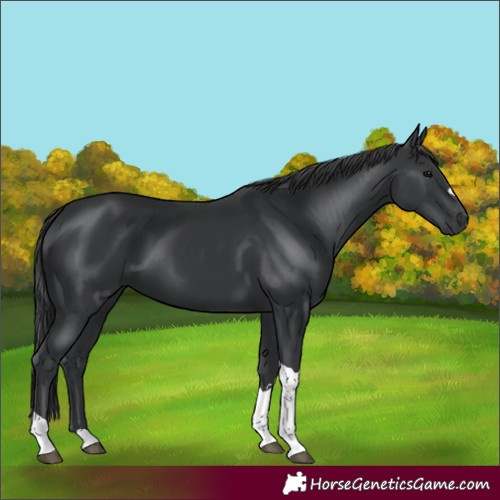 Horse Color:Black Tobiano 