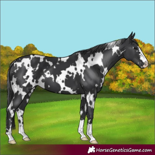 Horse Color:White Spotted Black