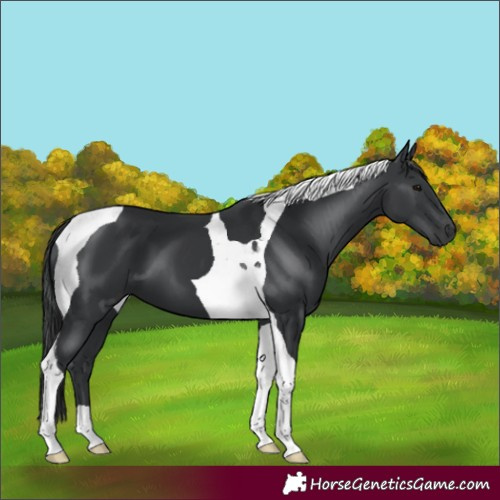 Horse Color:Black Tobiano 