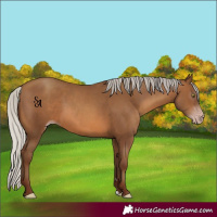 Horse Color:Gray Silver Sable Champagne