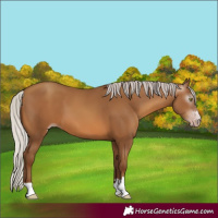 Horse Color:Gray Silver Sable Champagne 