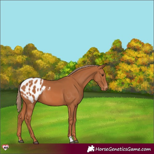 Horse Color:Chestnut Appaloosa 