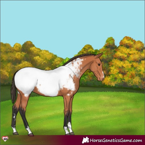 Horse Color:Bay Appaloosa 