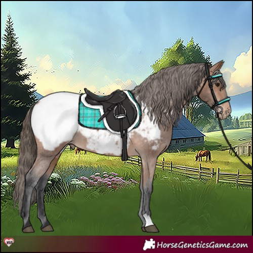 Horse Color:Bay Appaloosa 