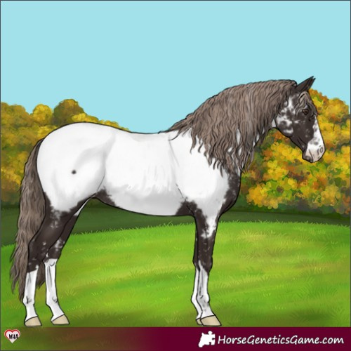 Horse Color:Liver Chestnut Appaloosa Rabicano 