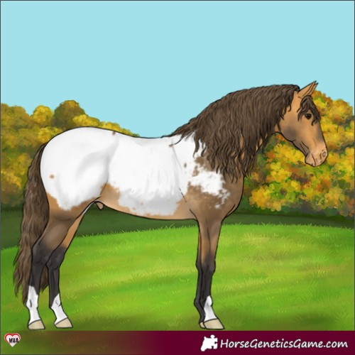 Horse Color:Buckskin Near Fewspot 