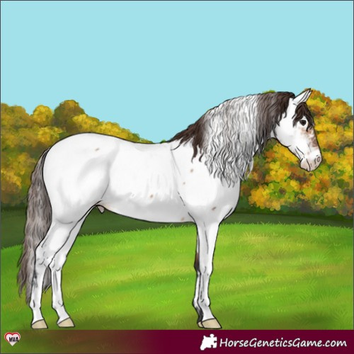 Horse Color:Bay Dun Near Fewspot 