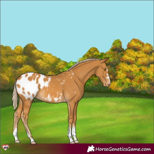 Horse Color:Palomino Appaloosa 