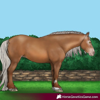 Horse Color:Gray Silver Sable Champagne 