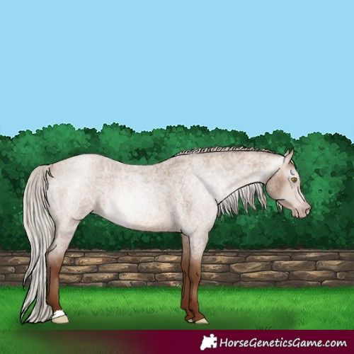 Horse Color:Gray Silver Sable Champagne Roan 